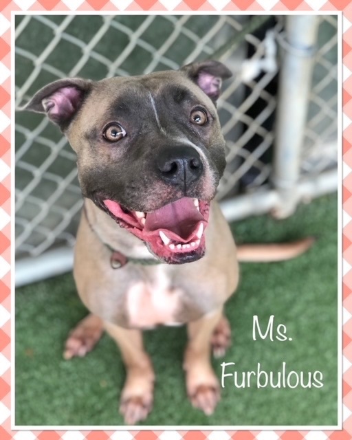 MS. FURBULOUS - see video