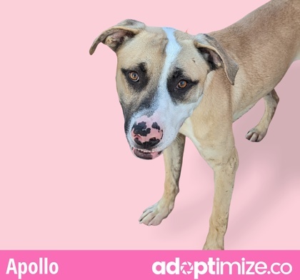 Apollo