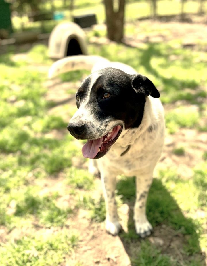 Dalmatian cattle best sale dog mix