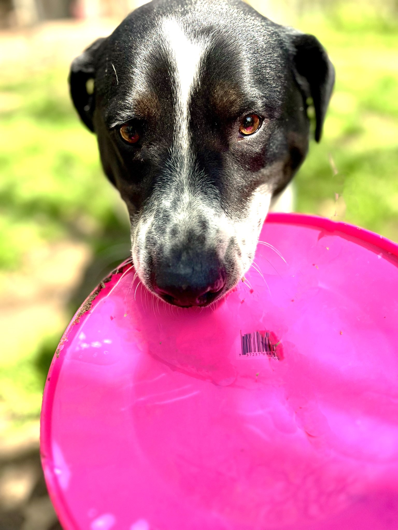 Blue heeler dalmation store mix