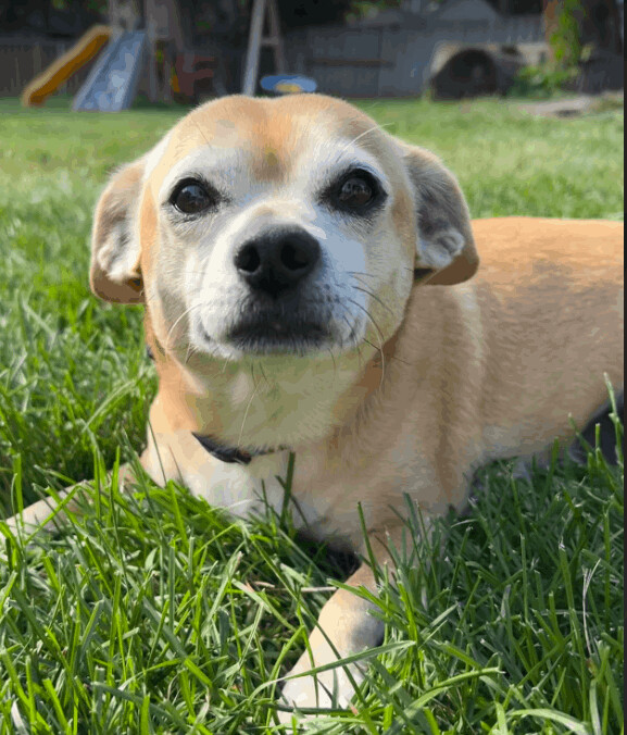 Dog for adoption - Suella, a Beagle & Chihuahua Mix in Barrington Hills