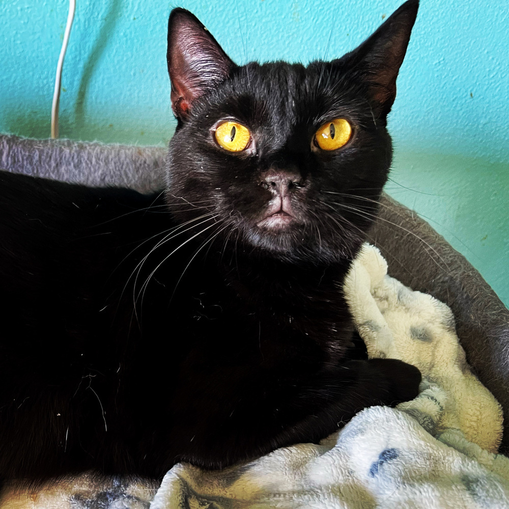 BUTTONS-born April 2022, an adoptable Domestic Short Hair in Burlington, NC, 27215 | Photo Image 1