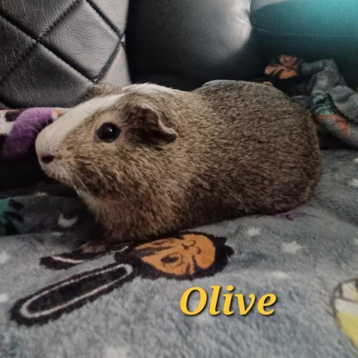 Olive 4