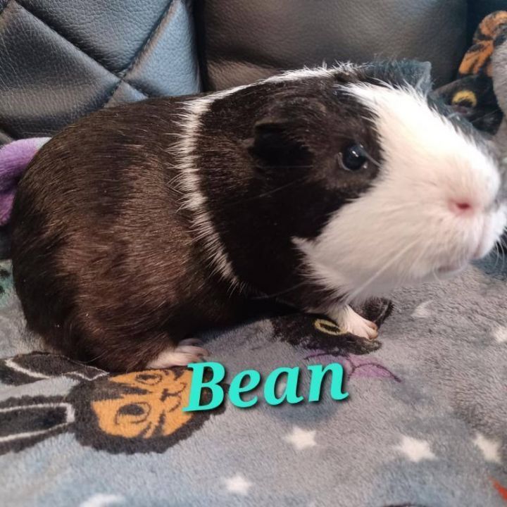 Bean 3