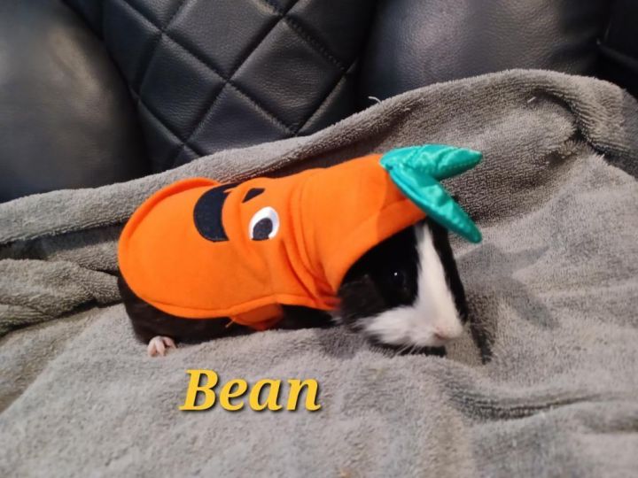 Bean 5