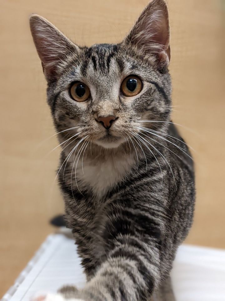 Brandy, an adoptable Tabby & Domestic Short Hair Mix in Sewell, NJ_image-5