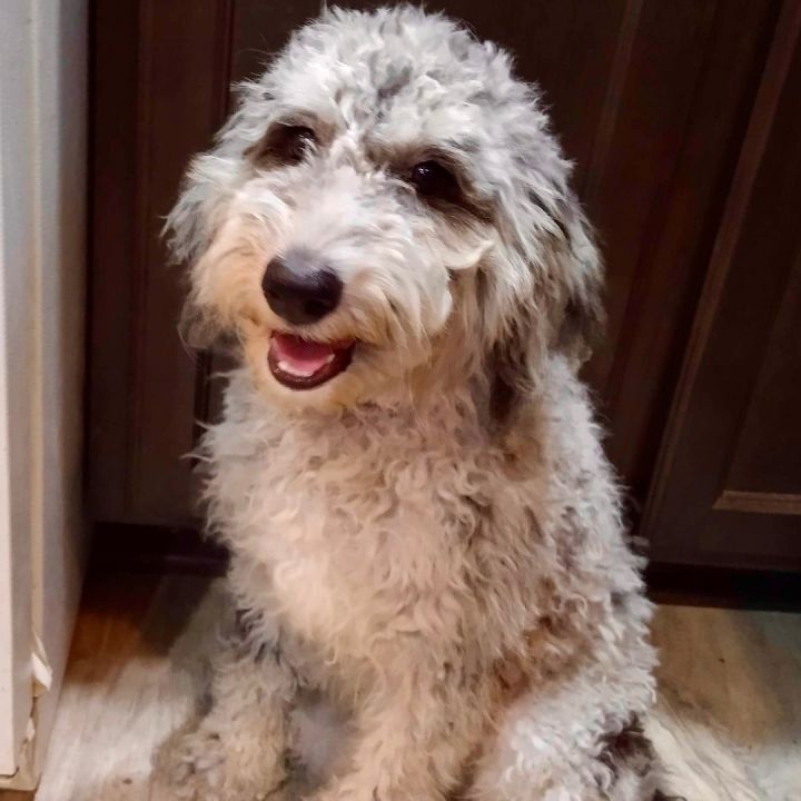 Sapphire , an adopted Sheepadoodle Mix in Rochester, NY_image-1