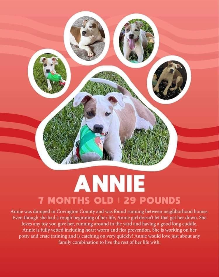 Annie, an adoptable Chihuahua, Mixed Breed in Fort Walton Beach, FL, 32547 | Photo Image 1