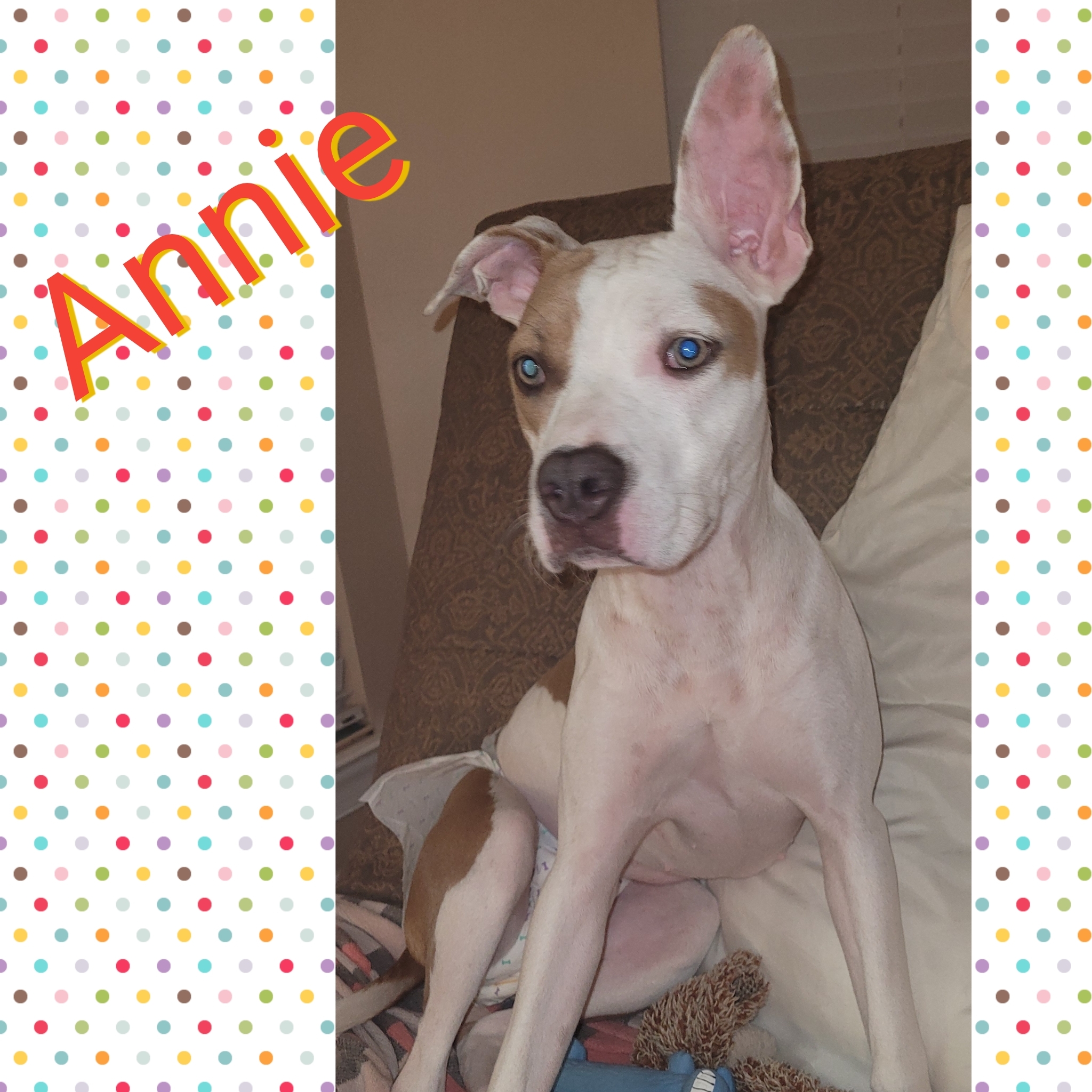 Annie, an adoptable Chihuahua, Mixed Breed in Fort Walton Beach, FL, 32547 | Photo Image 2
