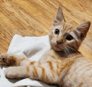 dennys pet world cat adoption
