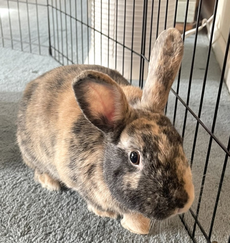 Beatrice, an adoptable Lionhead Mix in Indianapolis, IN_image-1