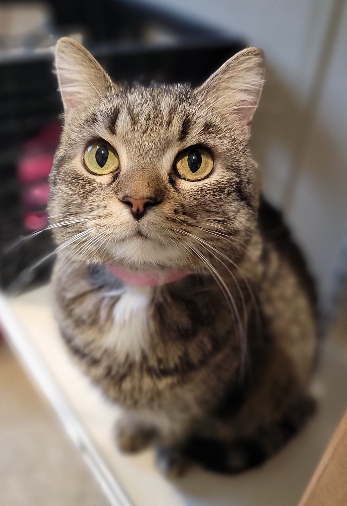 Missy 1