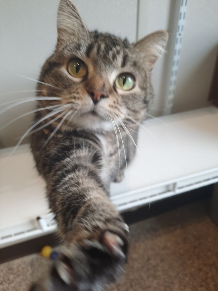 Missy 4