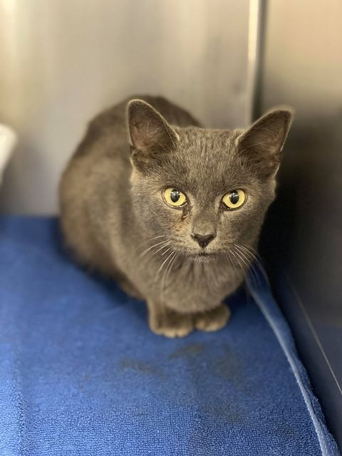 Connor, an adoptable Manx in Hoover , AL, 35226 | Photo Image 1