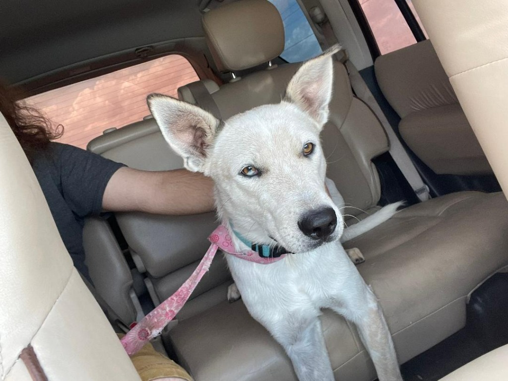 Knox, an adoptable Cattle Dog in Midland, TX, 79705 | Photo Image 1