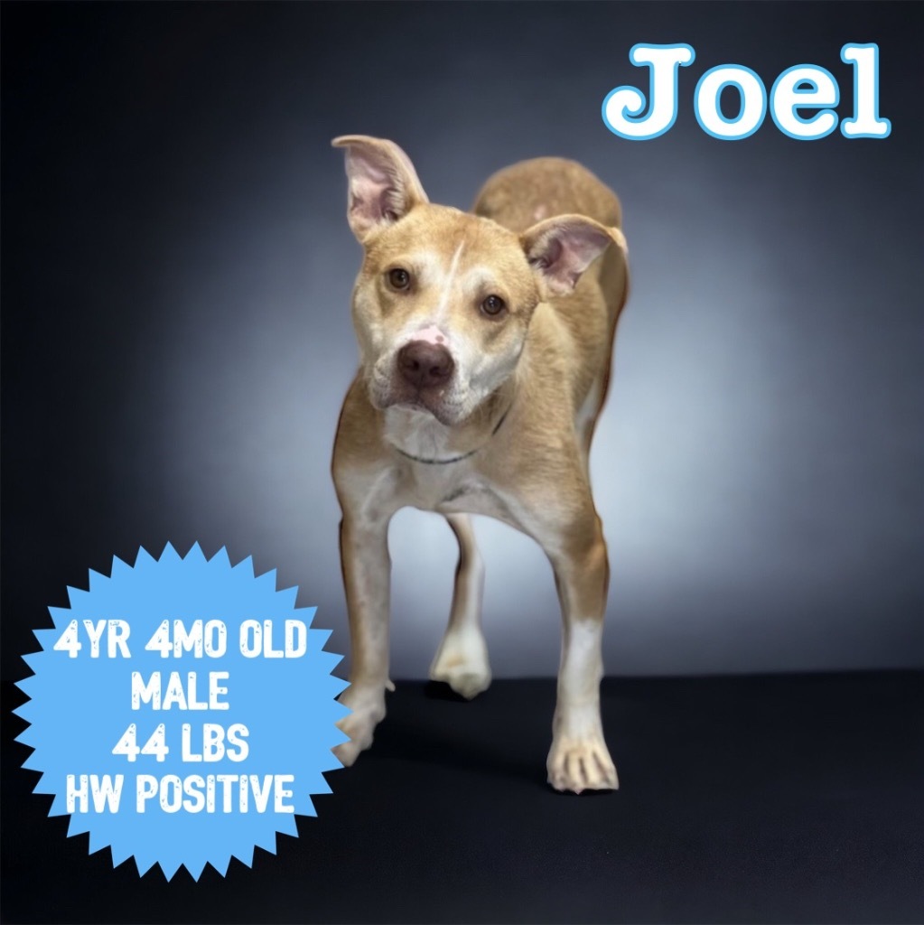 Joel, an adoptable Pit Bull Terrier in Sorrento, LA, 70778 | Photo Image 1