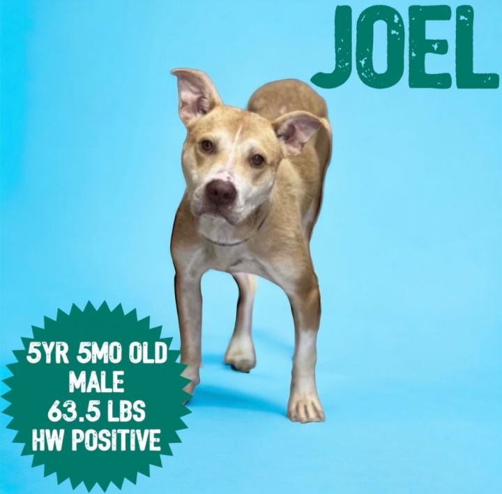 Joel 1