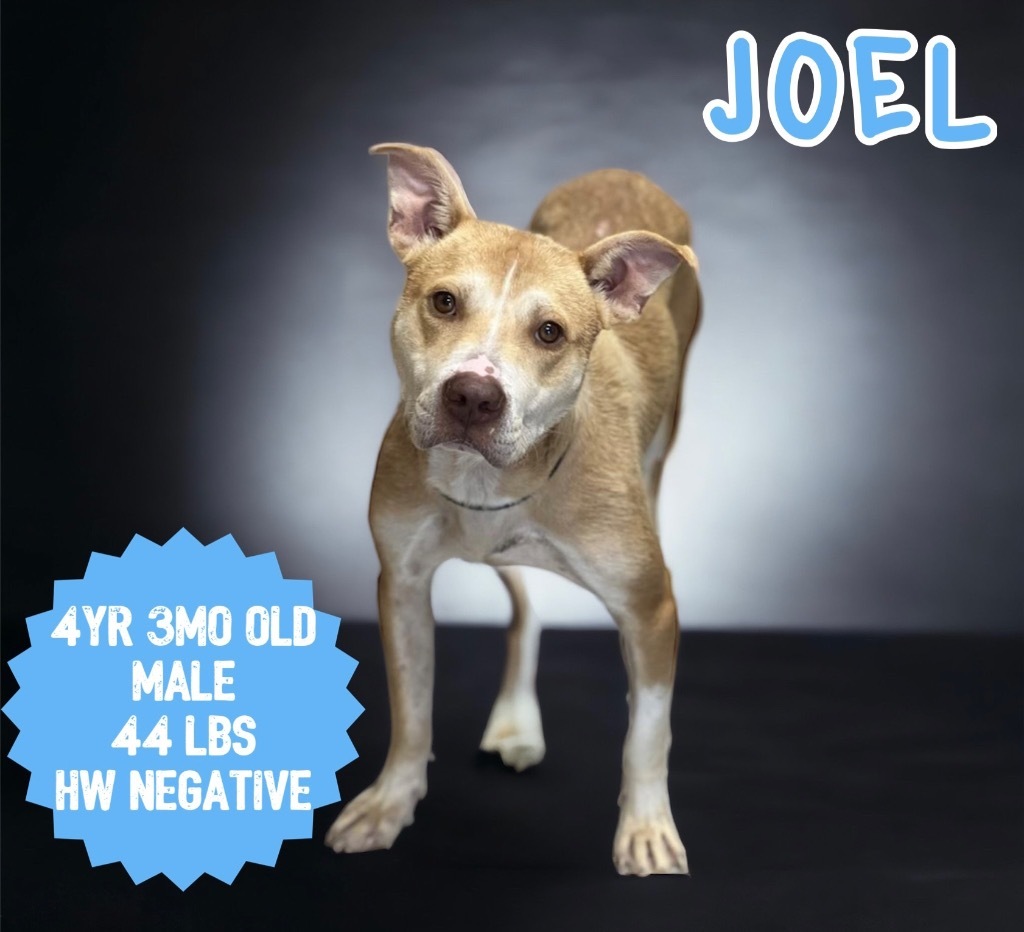Joel, an adoptable Pit Bull Terrier in Sorrento, LA, 70778 | Photo Image 3