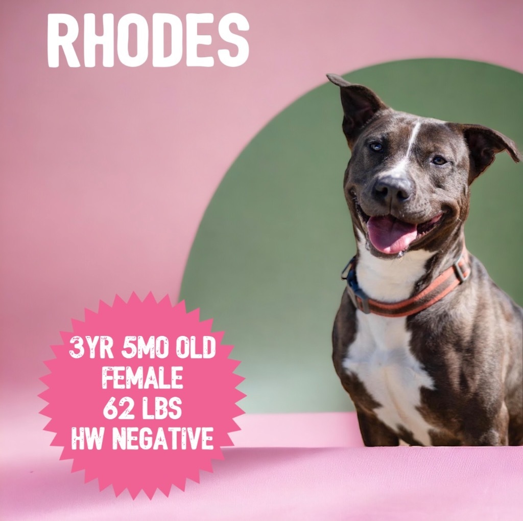 Rhodes, an adoptable Pit Bull Terrier, Cattle Dog in Sorrento, LA, 70778 | Photo Image 1