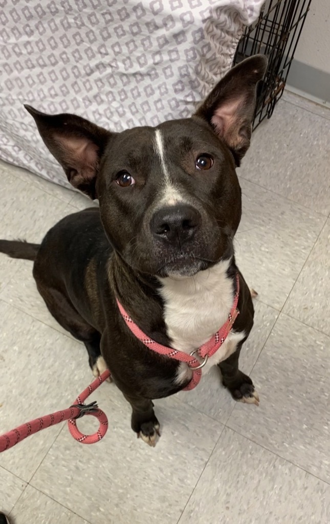 Rhodes, an adoptable Pit Bull Terrier, Cattle Dog in Sorrento, LA, 70778 | Photo Image 2