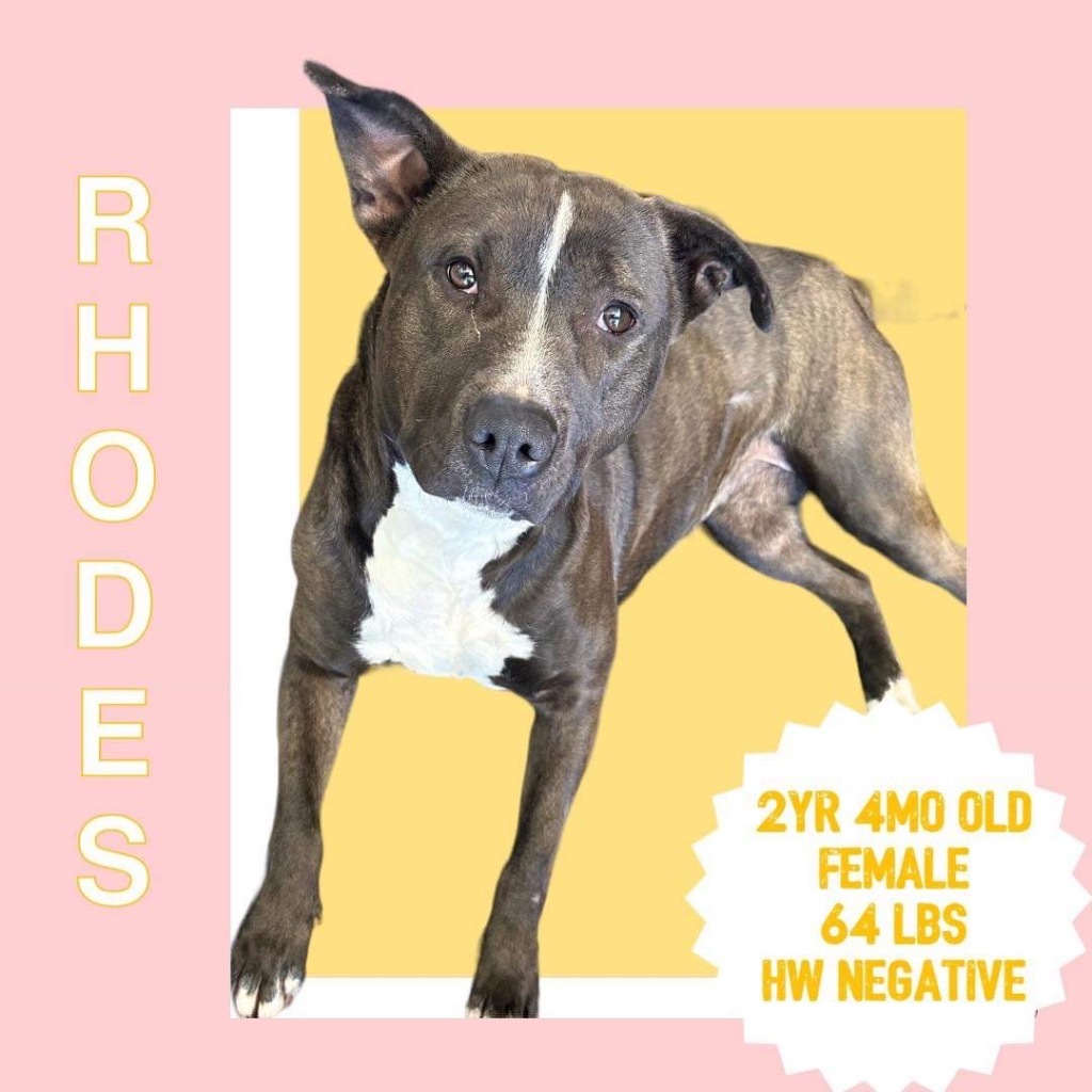 Rhodes, an adoptable Pit Bull Terrier, Cattle Dog in Sorrento, LA, 70778 | Photo Image 3