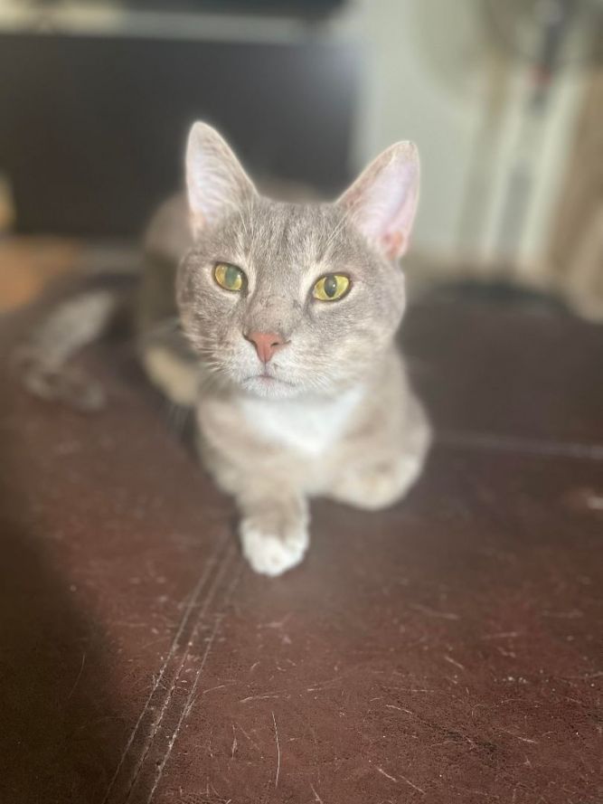 Greyson 