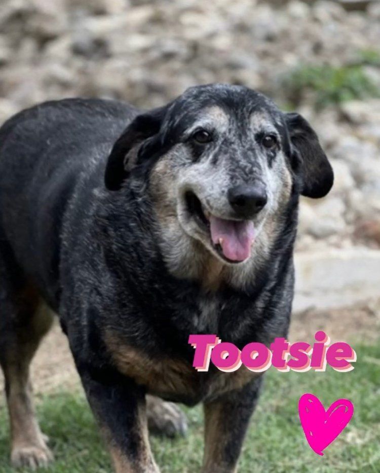 Tootsie