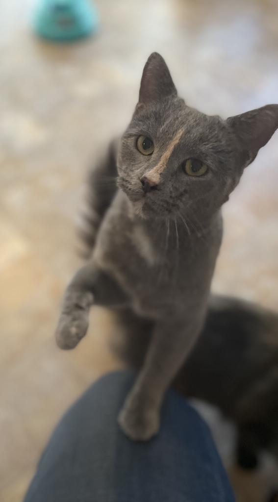 Blaire, an adoptable Domestic Short Hair in Parsons, WV, 26287 | Photo Image 1