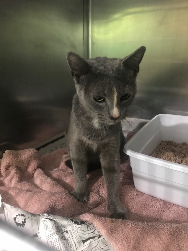 Blaire, an adoptable Domestic Short Hair in Parsons, WV, 26287 | Photo Image 2