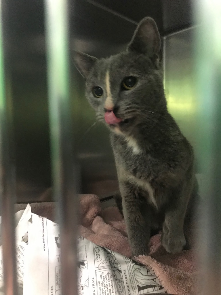 Blaire, an adoptable Domestic Short Hair in Parsons, WV, 26287 | Photo Image 3