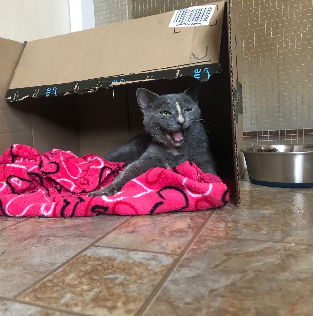 Blaire, an adoptable Domestic Short Hair in Parsons, WV, 26287 | Photo Image 5