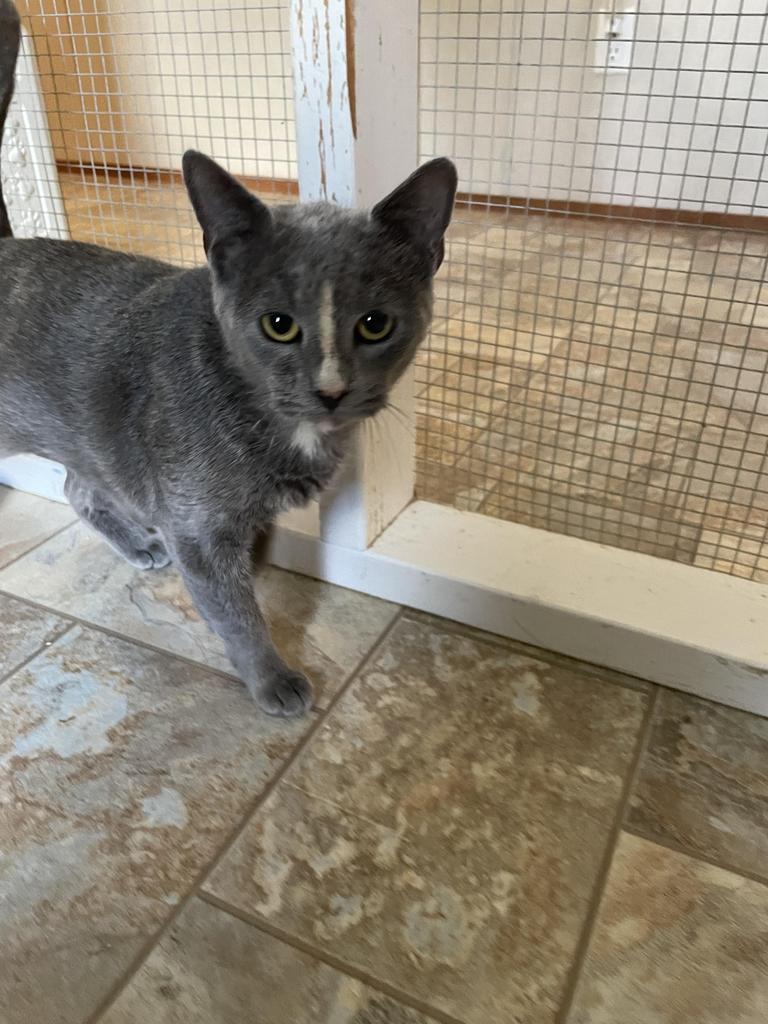 Blaire, an adoptable Domestic Short Hair in Parsons, WV, 26287 | Photo Image 6