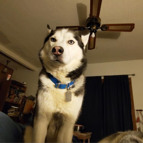 Husker