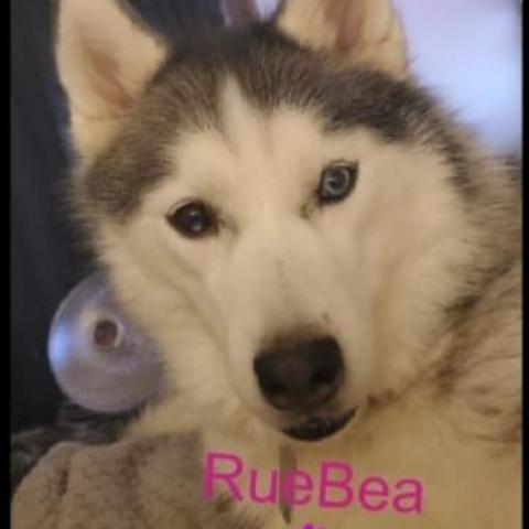 RueBea