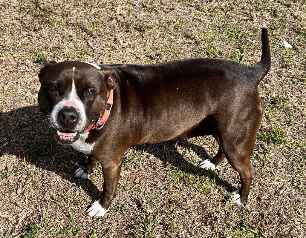 Missy, an adoptable Pit Bull Terrier in Labelle, FL, 33975 | Photo Image 1