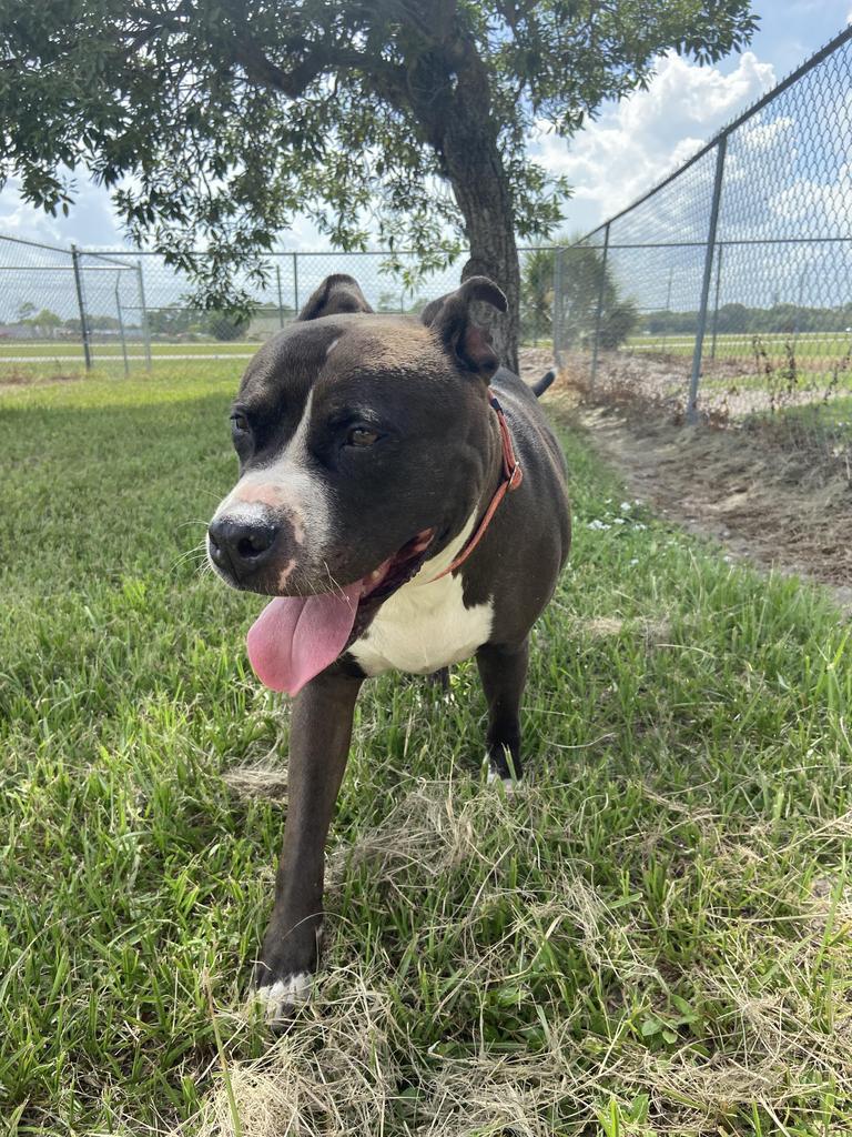 Missy, an adoptable Pit Bull Terrier in Labelle, FL, 33975 | Photo Image 2