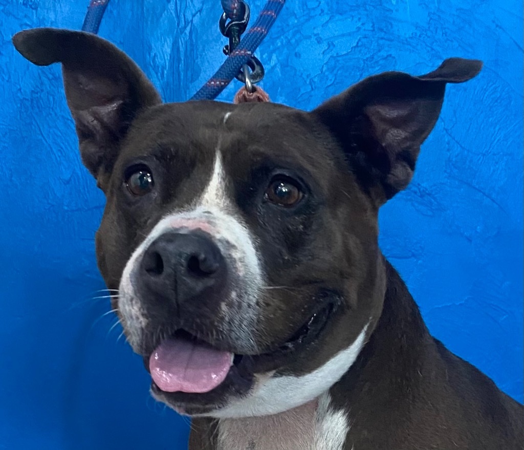 Missy, an adoptable Pit Bull Terrier in Labelle, FL, 33975 | Photo Image 3