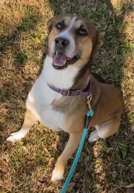 Luke, an adoptable Husky, Hound in Labelle, FL, 33975 | Photo Image 1