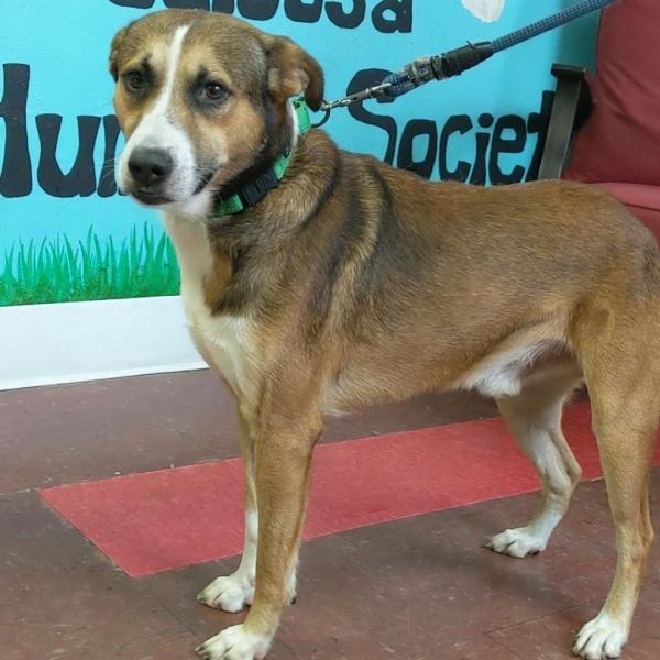 Luke, an adoptable Husky, Hound in Labelle, FL, 33975 | Photo Image 2