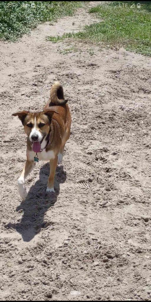 Luke, an adoptable Husky, Hound in Labelle, FL, 33975 | Photo Image 3