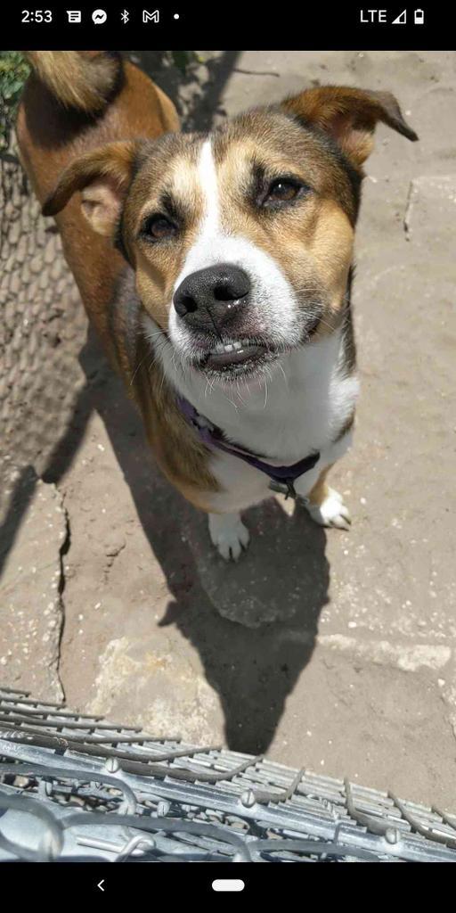 Luke, an adoptable Husky, Hound in Labelle, FL, 33975 | Photo Image 4