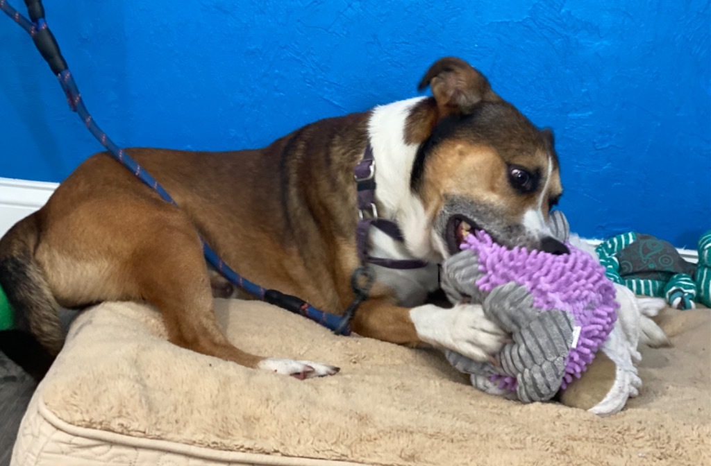 Luke, an adoptable Husky, Hound in Labelle, FL, 33975 | Photo Image 5