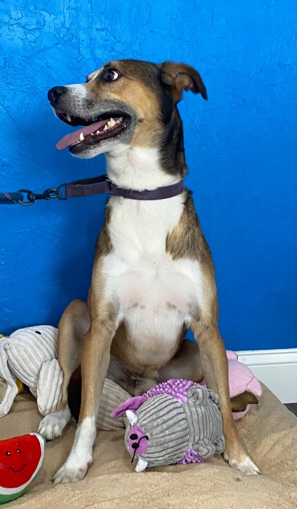 Luke, an adoptable Husky, Hound in Labelle, FL, 33975 | Photo Image 6