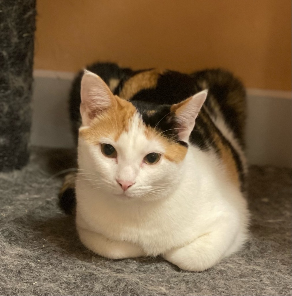 Minnie, an adoptable Domestic Short Hair in Labelle, FL, 33975 | Photo Image 1