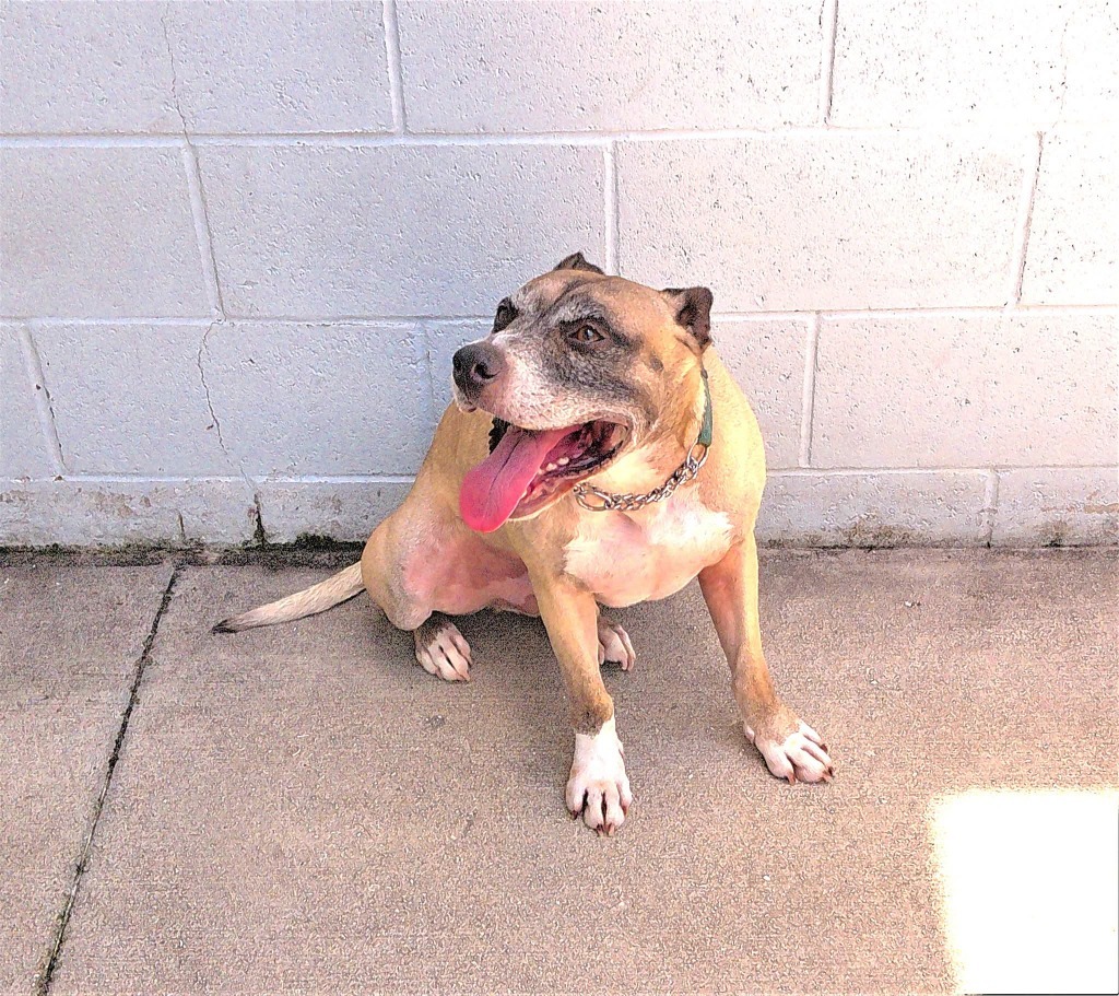 Kilo, an adoptable Hound, Mountain Cur in Labelle, FL, 33975 | Photo Image 1