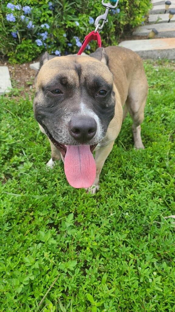 Kilo, an adoptable Hound, Mountain Cur in Labelle, FL, 33975 | Photo Image 2