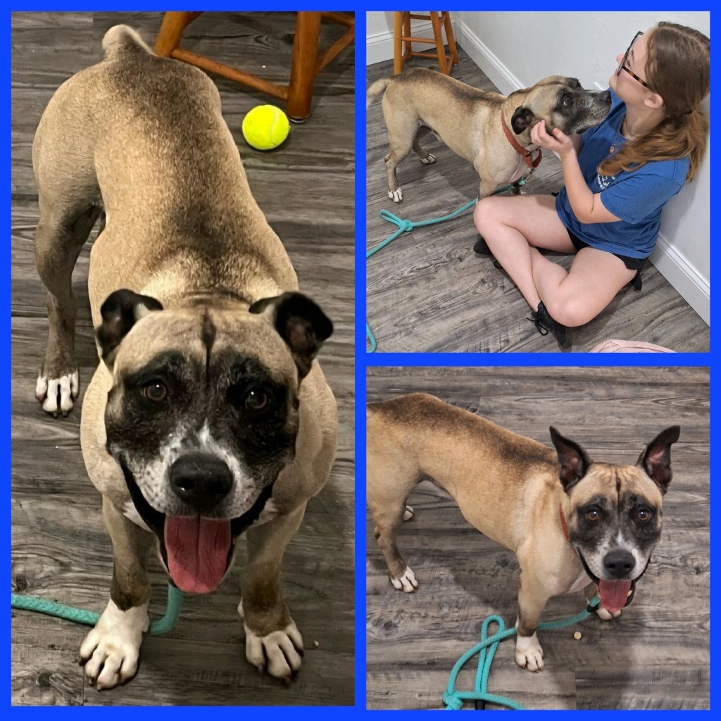 Kilo, an adoptable Hound, Mountain Cur in Labelle, FL, 33975 | Photo Image 2