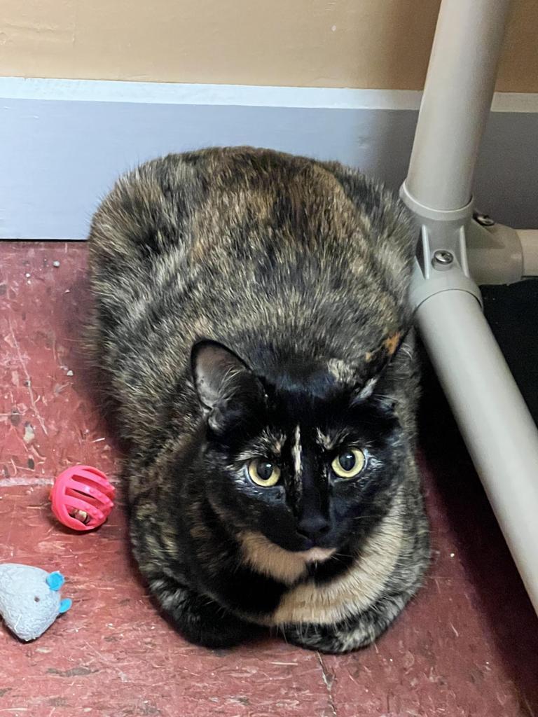 Matilda, an adoptable Domestic Short Hair in Labelle, FL, 33975 | Photo Image 1