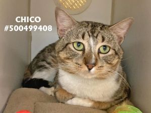 Chico