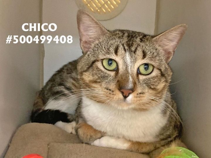 Chico , an adopted Tabby in Wilkes Barre, PA_image-1